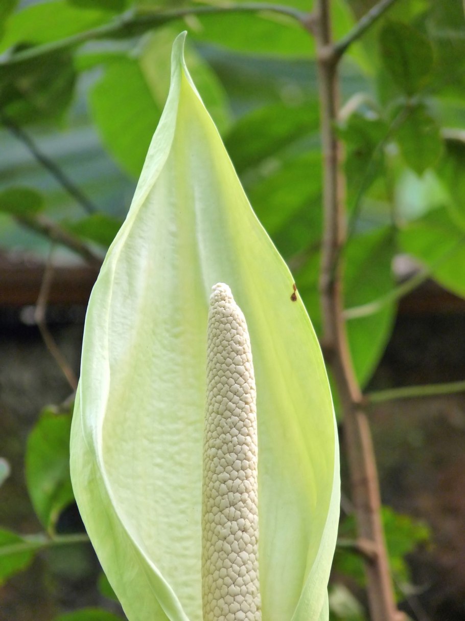 Xanthosoma sagittifolium