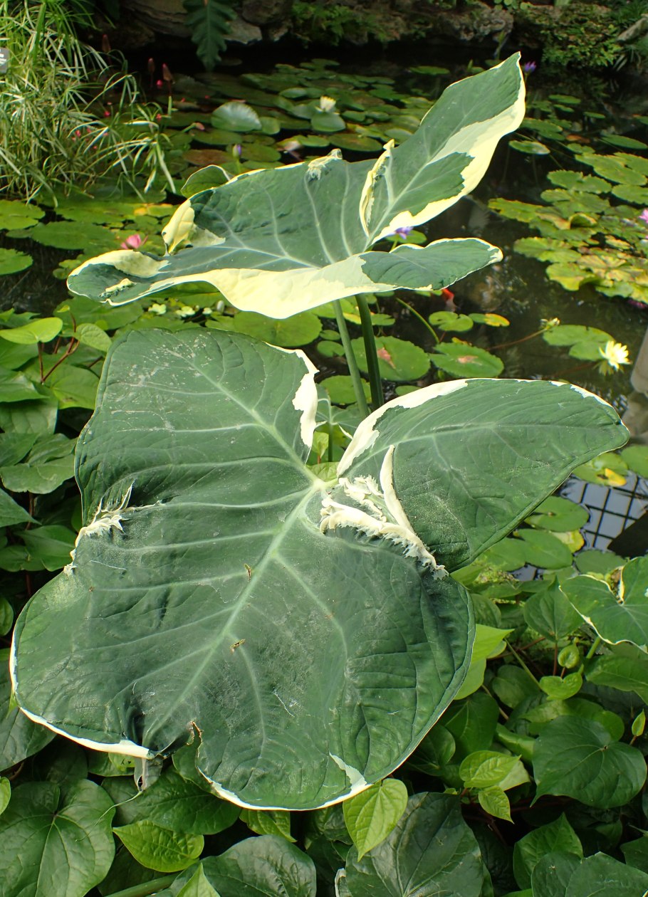 Xanthosoma sagittifolium