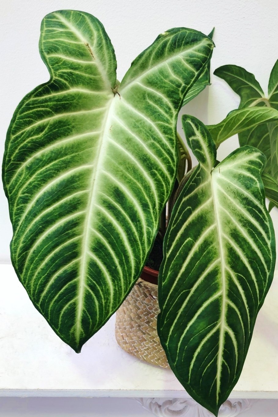 Алоказия lindenii Ксантозома