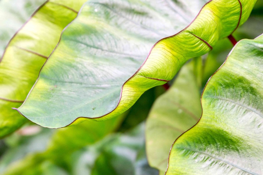 Xanthosoma violaceum