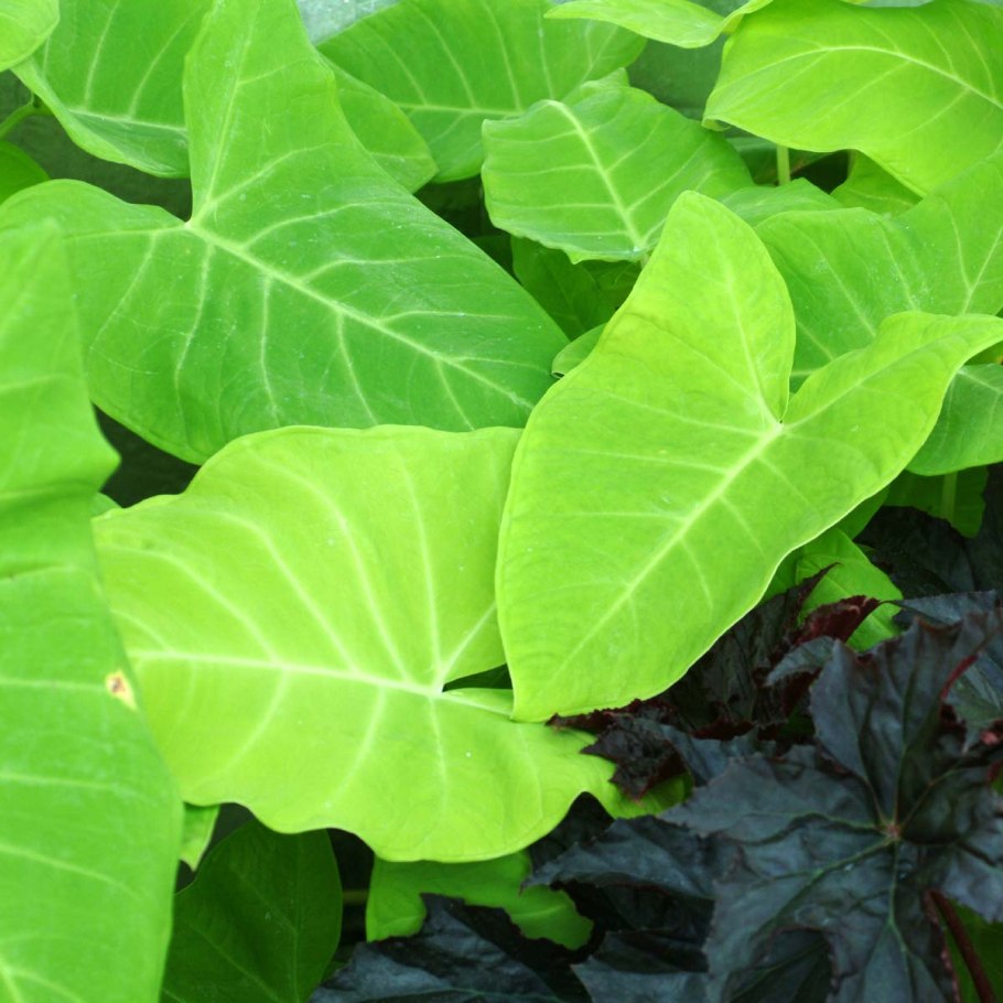 Филодендрон Ксантозома