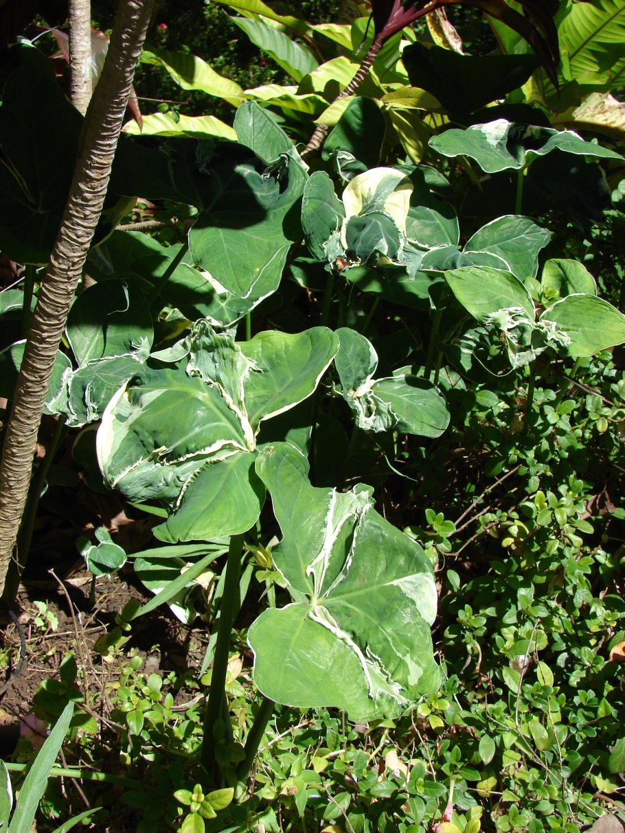 Xanthosoma albomarginata