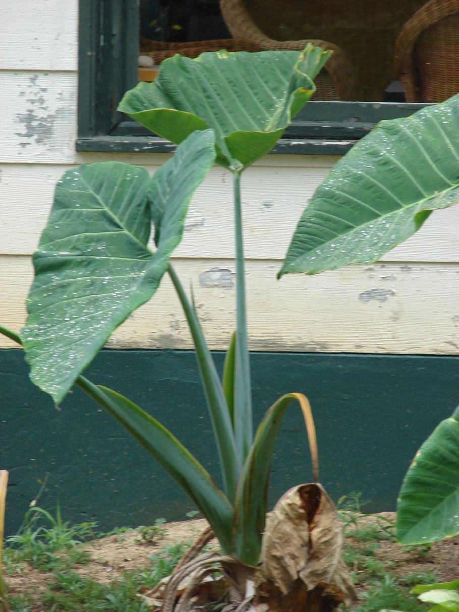 Xanthosoma albomarginata