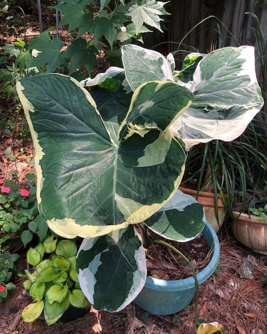 Алоказия lindenii Ксантозома