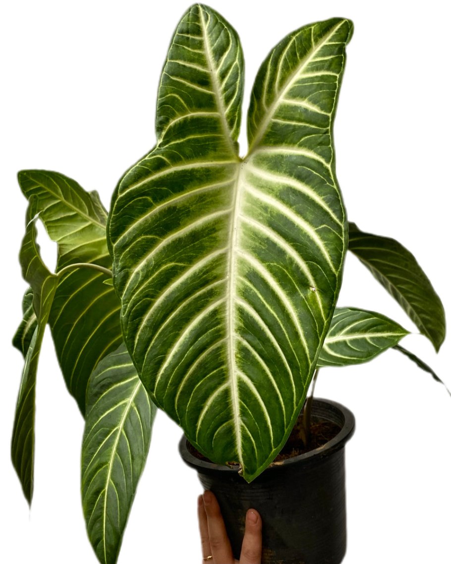 Ксантозома алоказия