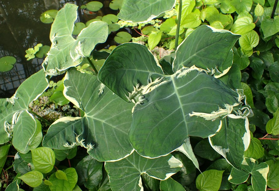 Xanthosoma sagittifolium (l.) Schott