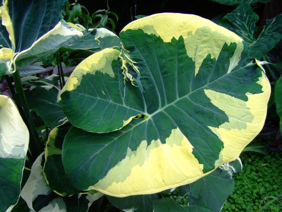 Ксантозому Вариегата