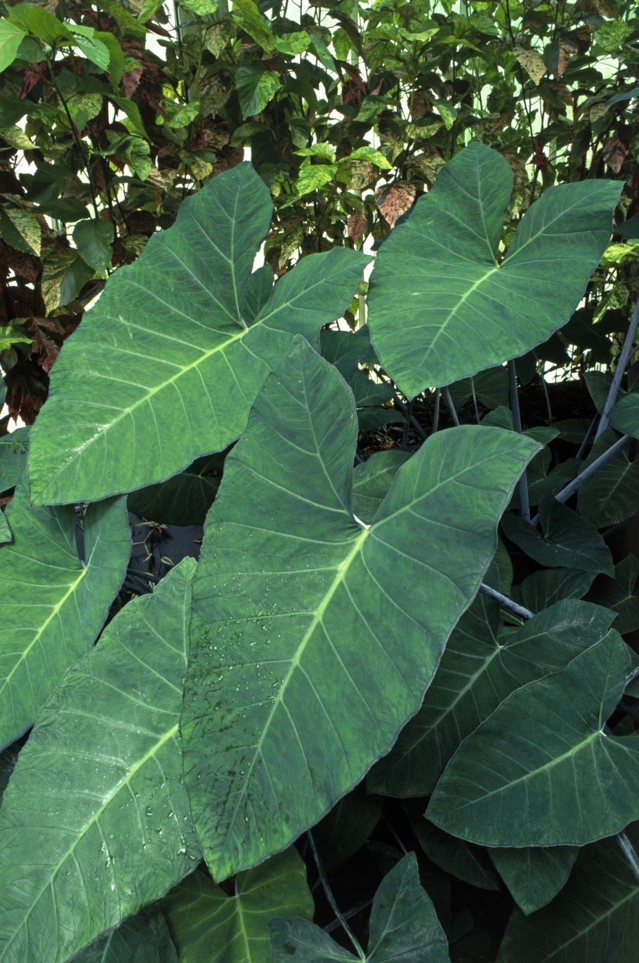 Алоказия lindenii Ксантозома