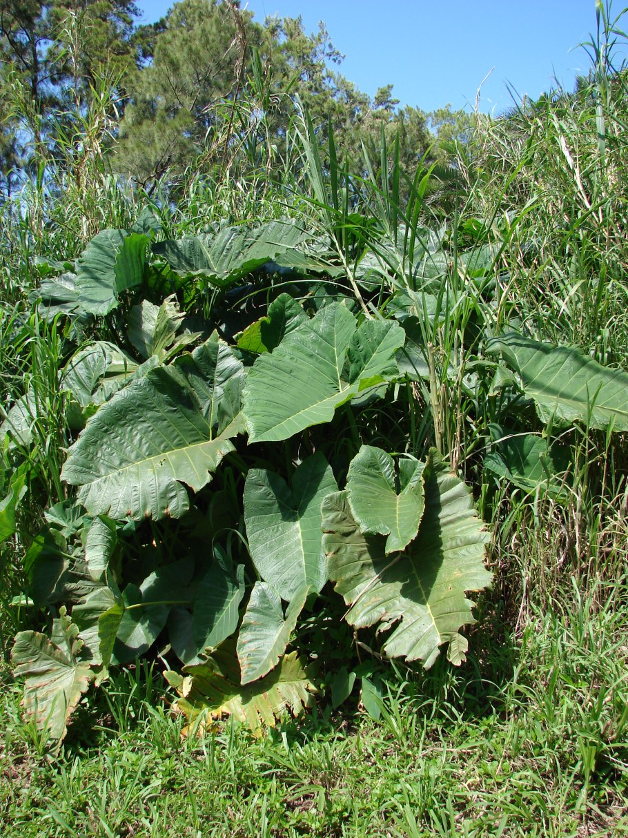 Neurosymploca Xanthosoma