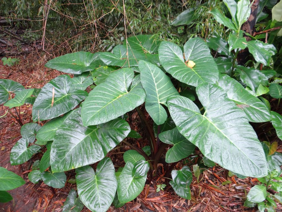 Ксантозома Микки Маус фото