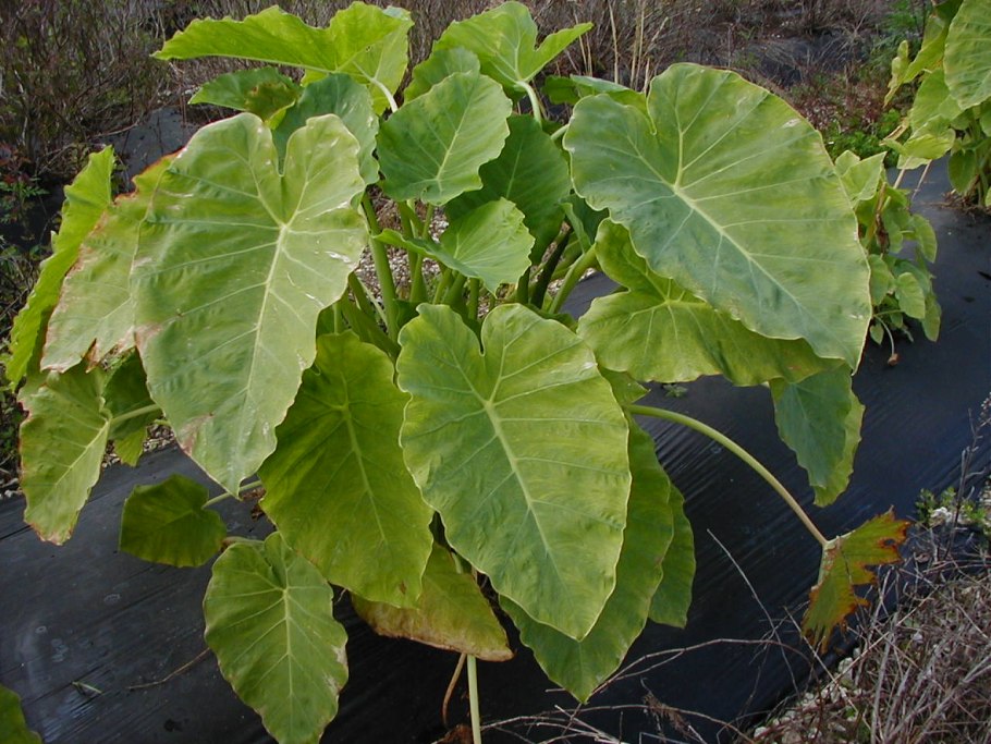 Ксантозома фиолетовая