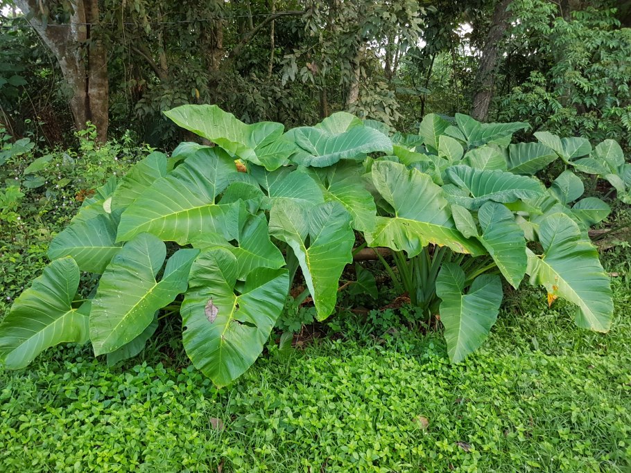 Ксантозома Джангл Буш