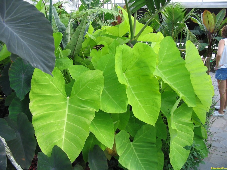 Xanthosoma sagittifolium albomarginata