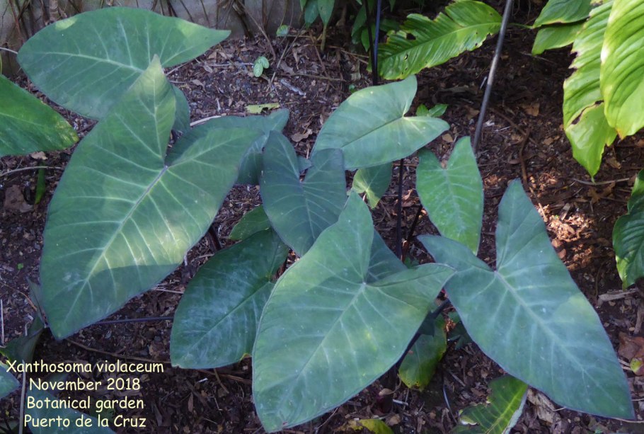 Ксантозома цветок