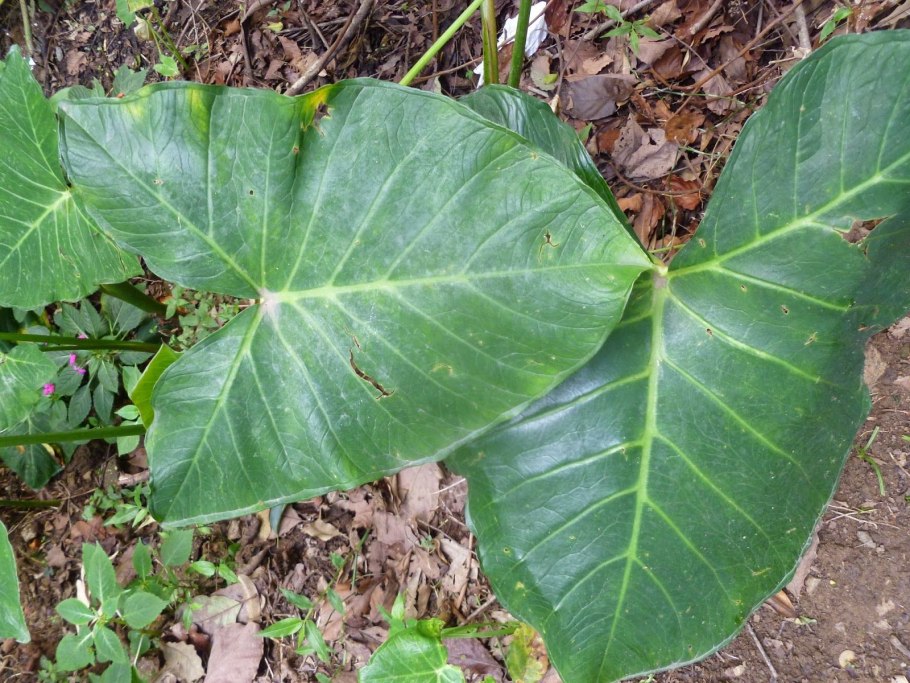 Ксантозома фиолетовая