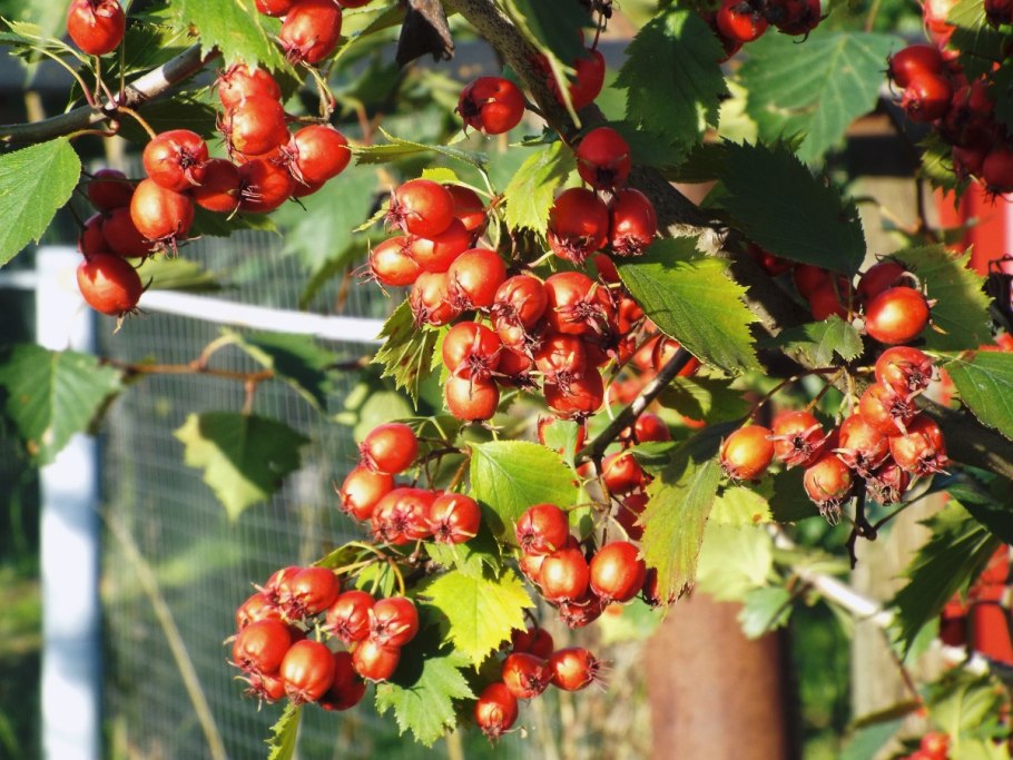 Боярышник Максимовича (Crataegus maximowiczii)