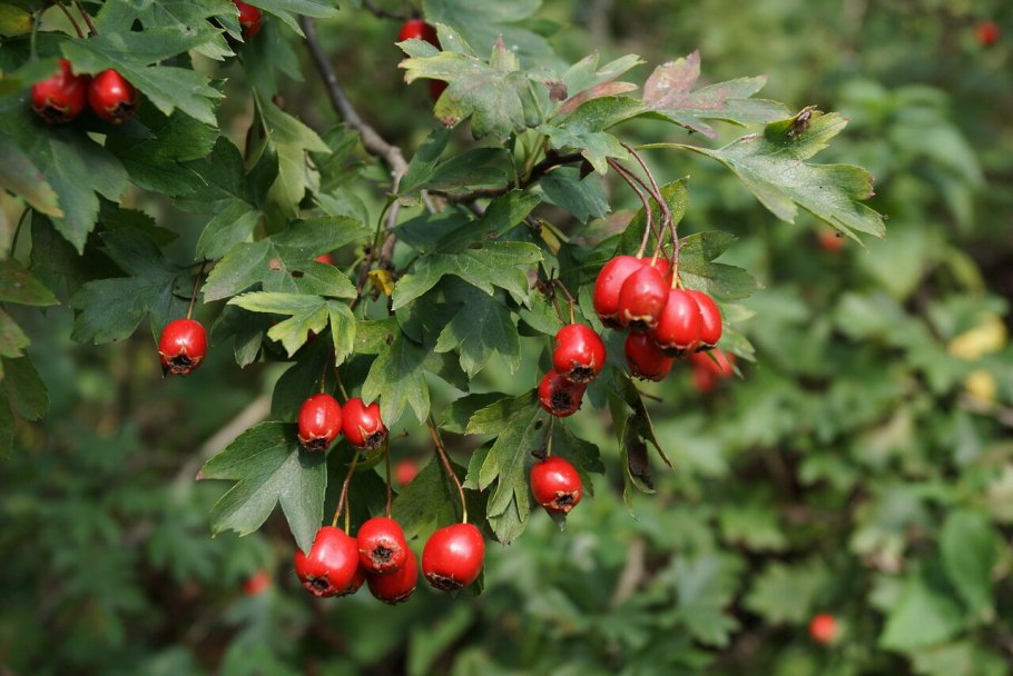 Боярышник зеленомясый (Crataegus