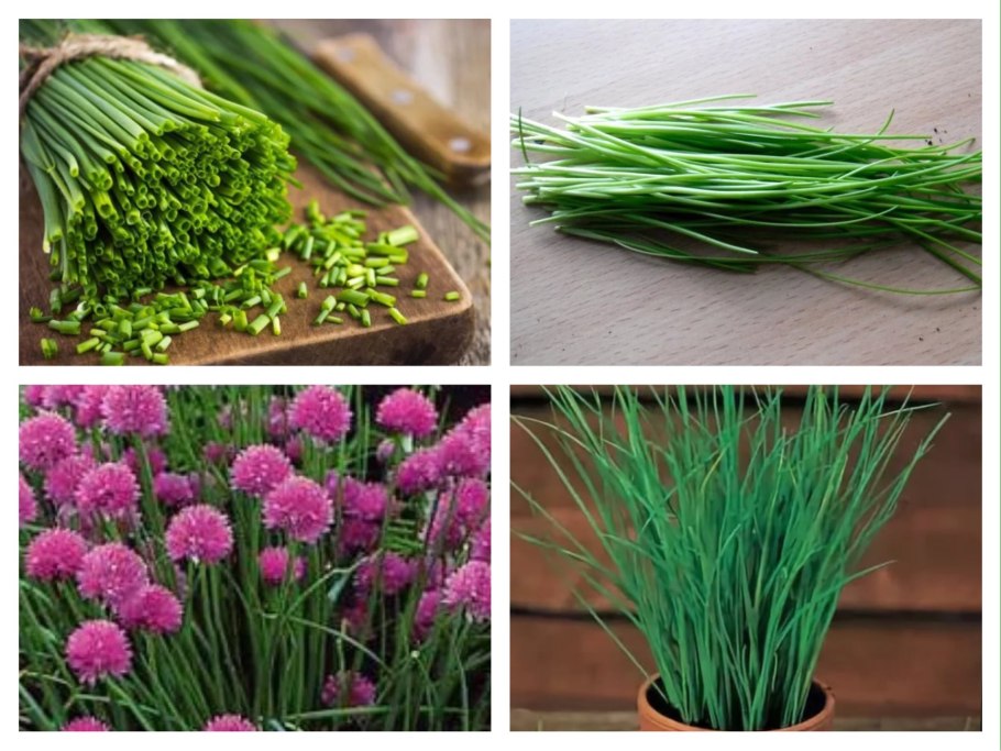 Лук зеленый шнитт