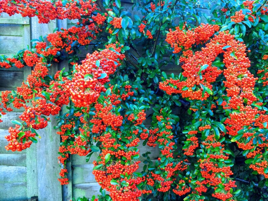 Пираканта Лиана