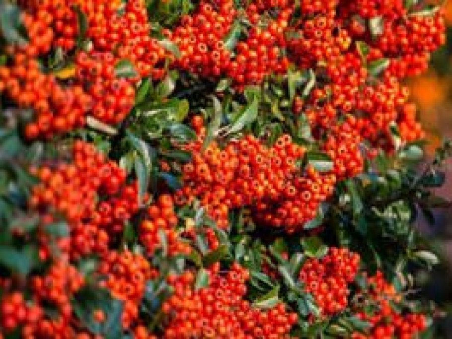 Кустарник пираканта Мохаве