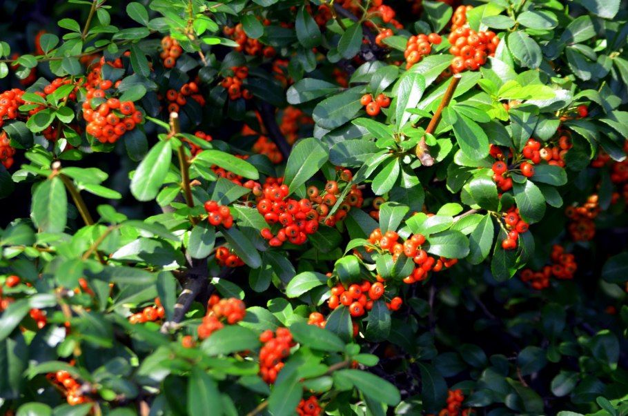 Пираканта Форчуна Огненный шип