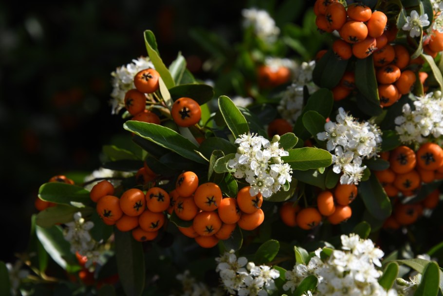 Пираканта красная Pyracantha coccinea