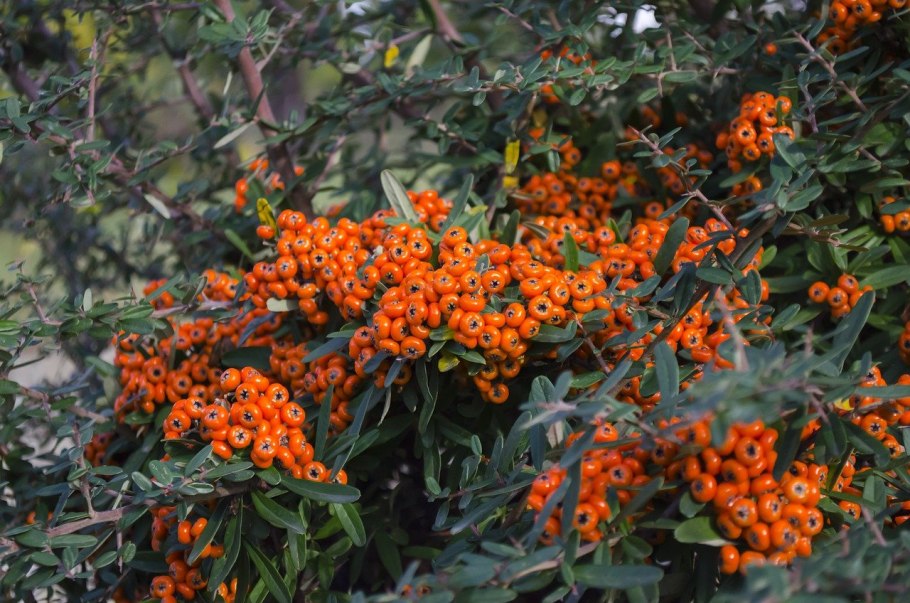 Пираканта шарлаховая