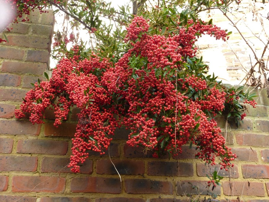 Пираканта кустарник