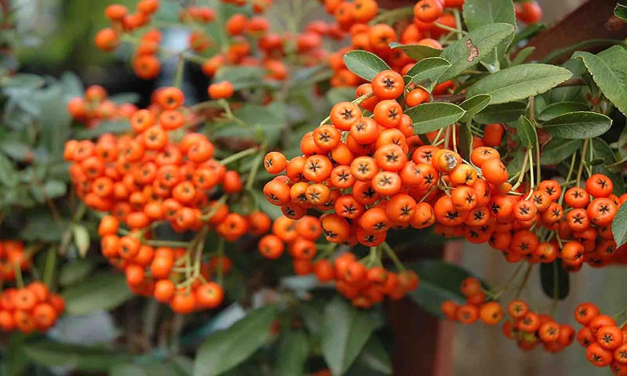 Пираканта Живая изгородь