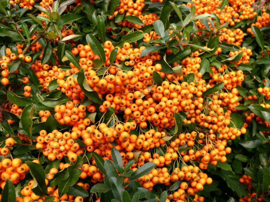 Кустарник пираканта Мохаве