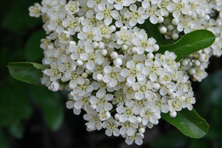 Пираканта кроваво-красная