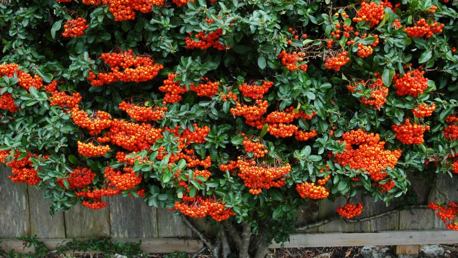 Пираканта шарлаховая