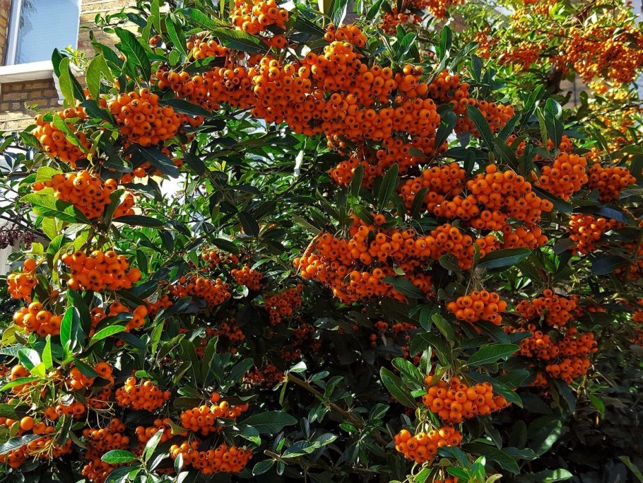 Пираканта шарлаховая