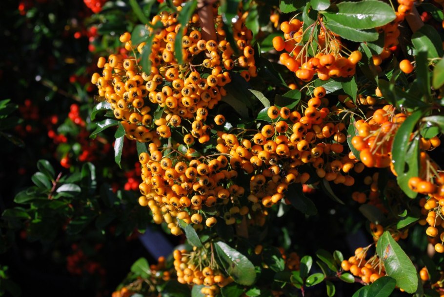 Пираканта кустарник