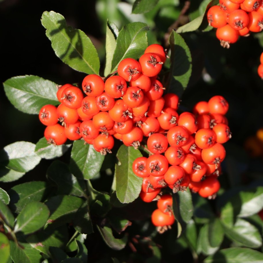 Пираканта оранж Чармер