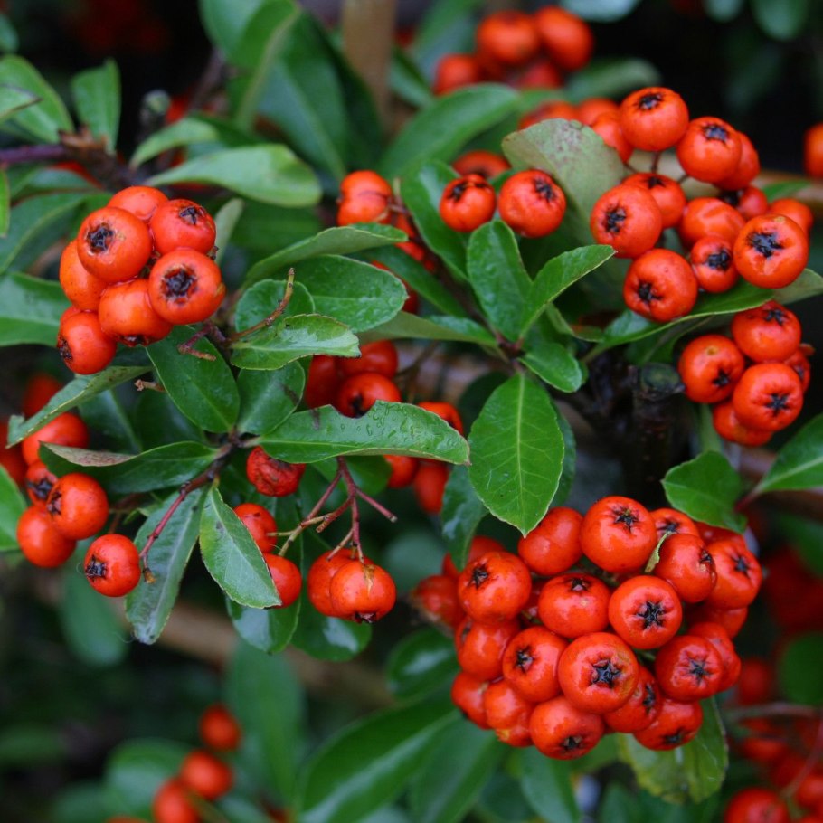 Пираканта оранж Чармер