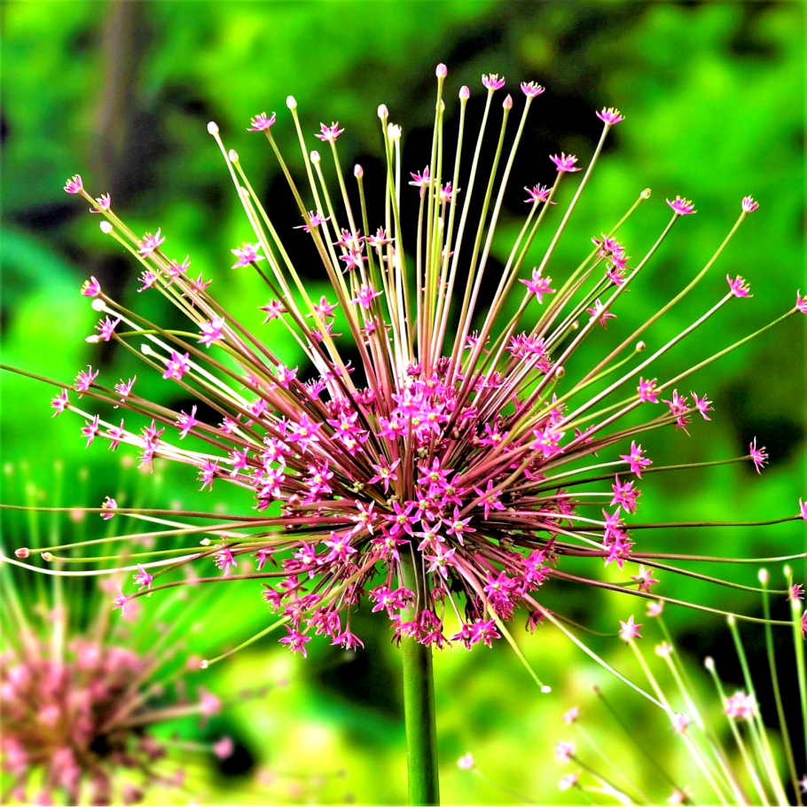 Аллиум неаполитано