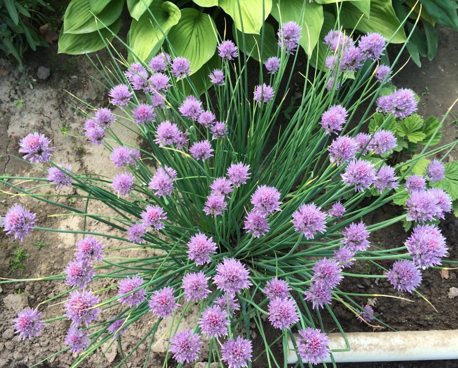 Лук огородный Allium oleraceum