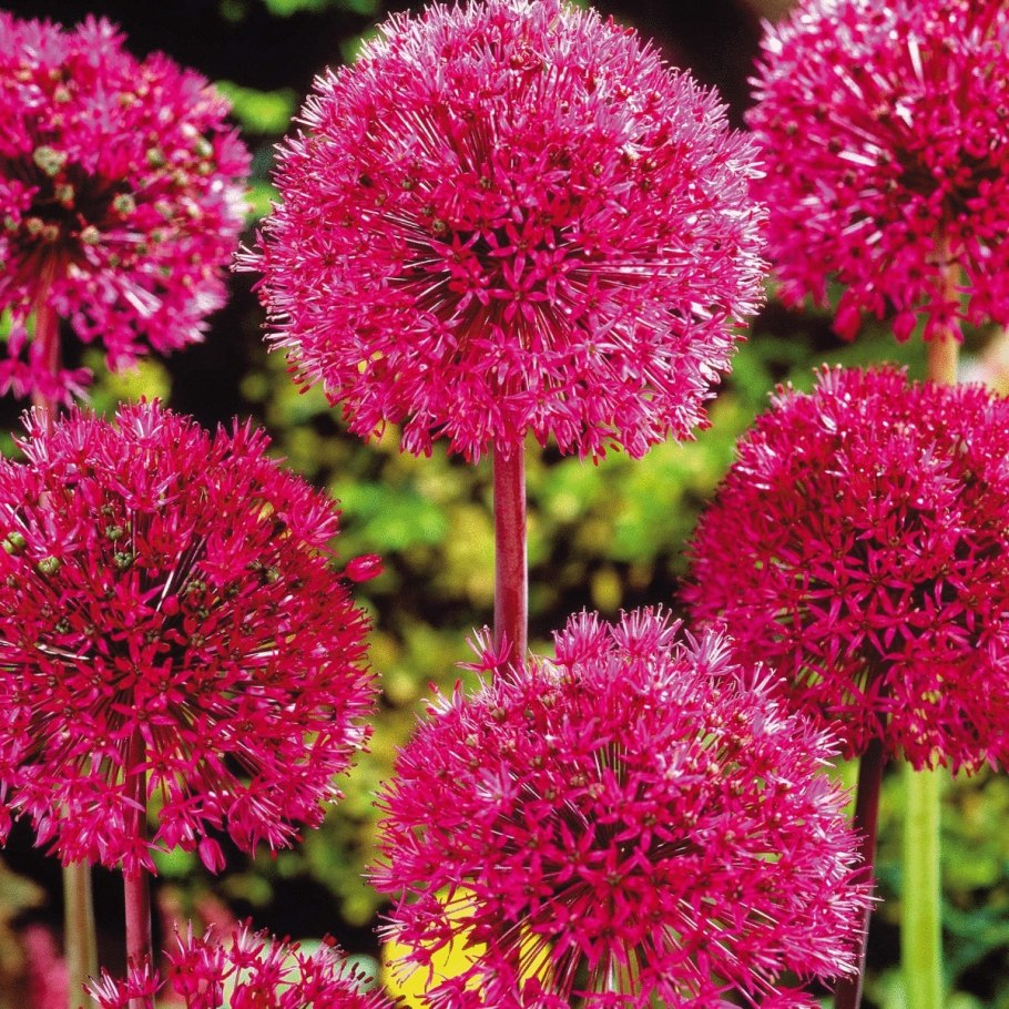 Шнитт-лук бордюрный