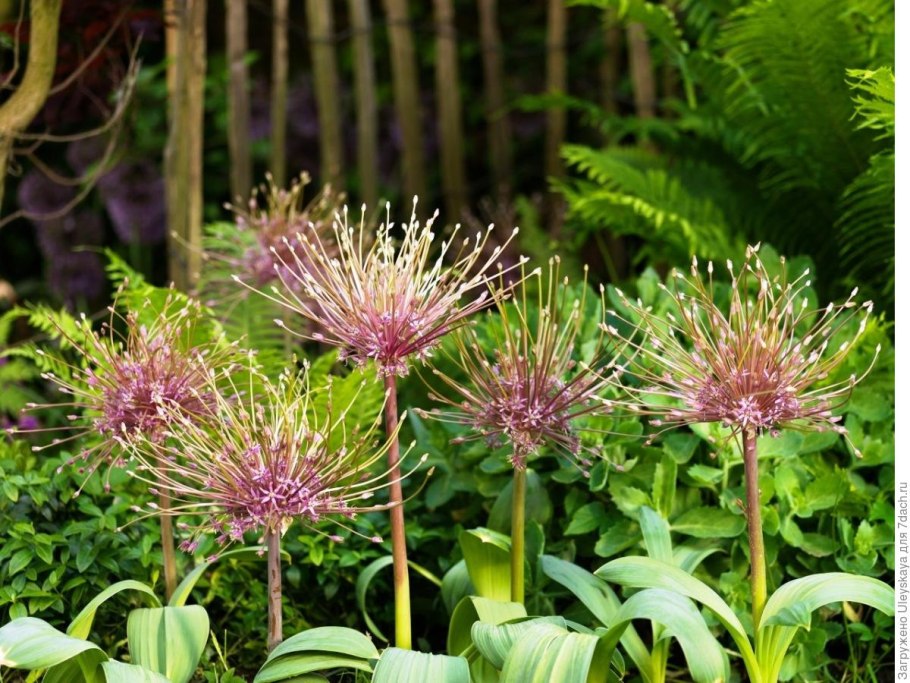 Лук декоративный 'schubertii'