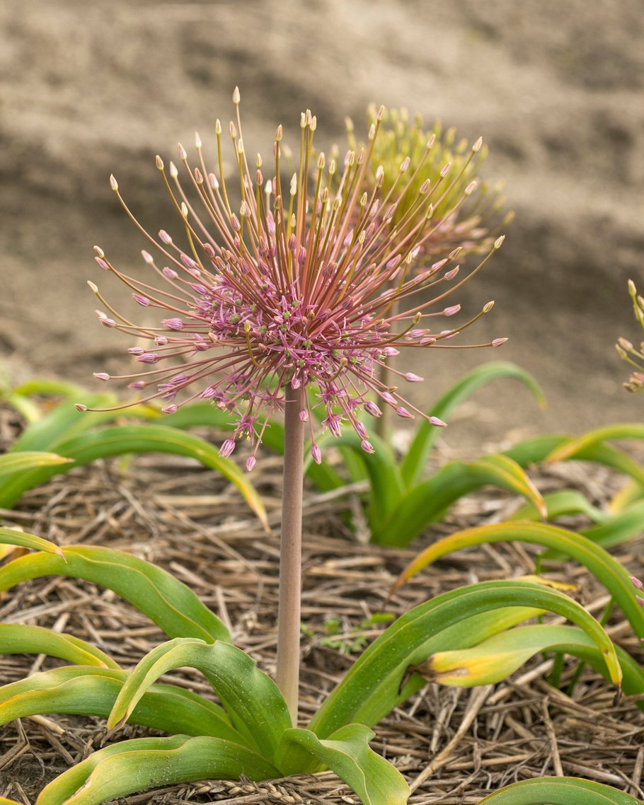 Аллиум Шуберта (Allium schubertii)