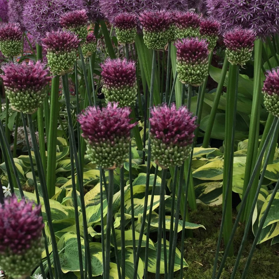Allium rosenbachianum