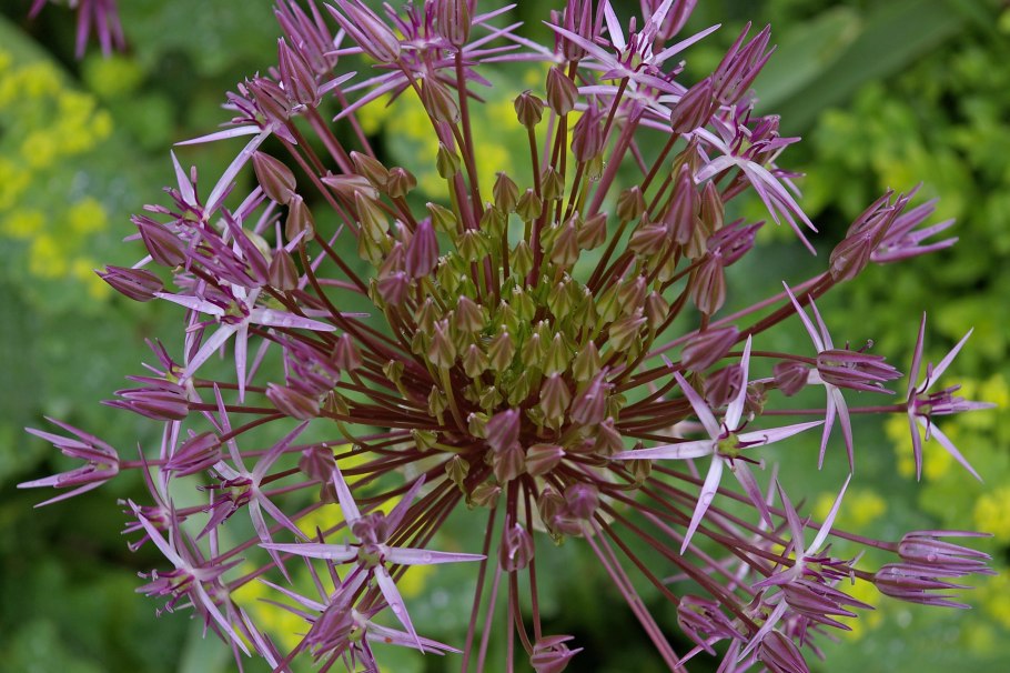 Аллиум Шуберта (Allium schubertii)