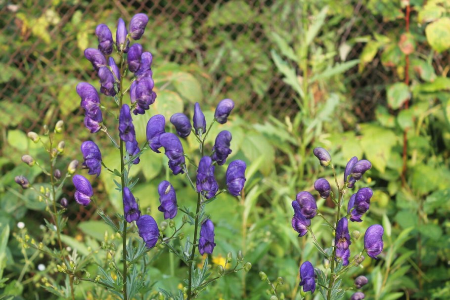 Аконит шлемник