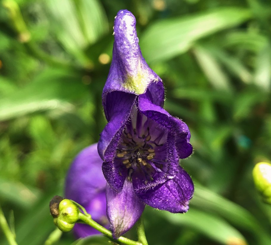 Аконит Дальневосточный