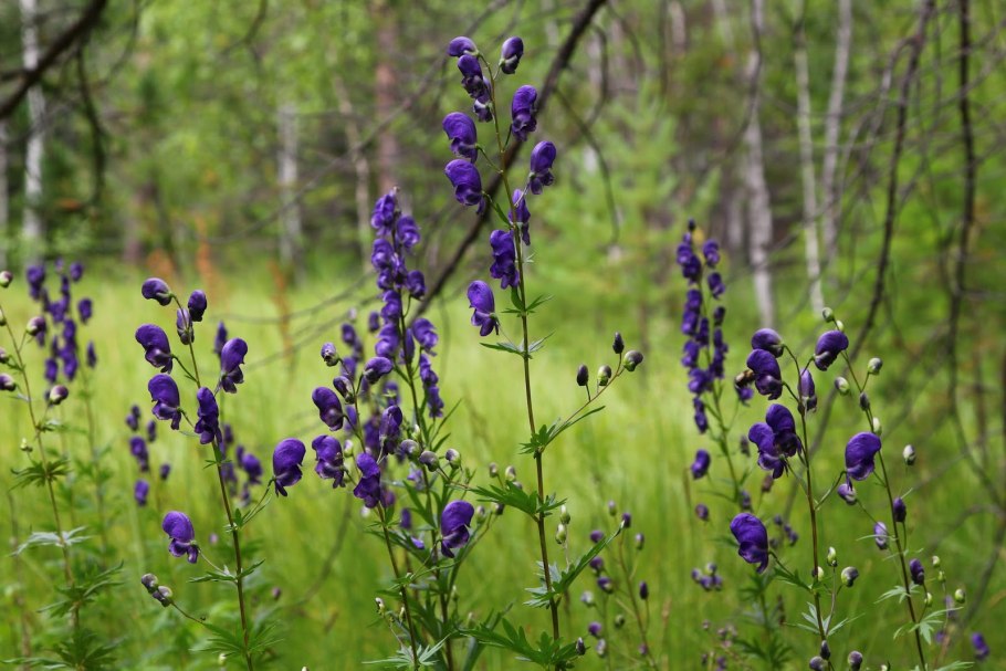 Aconitum anthoroideum