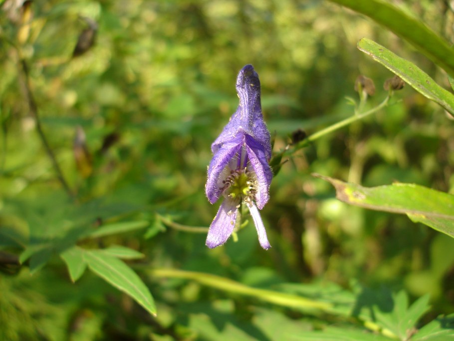 Аконит борец вьющийся