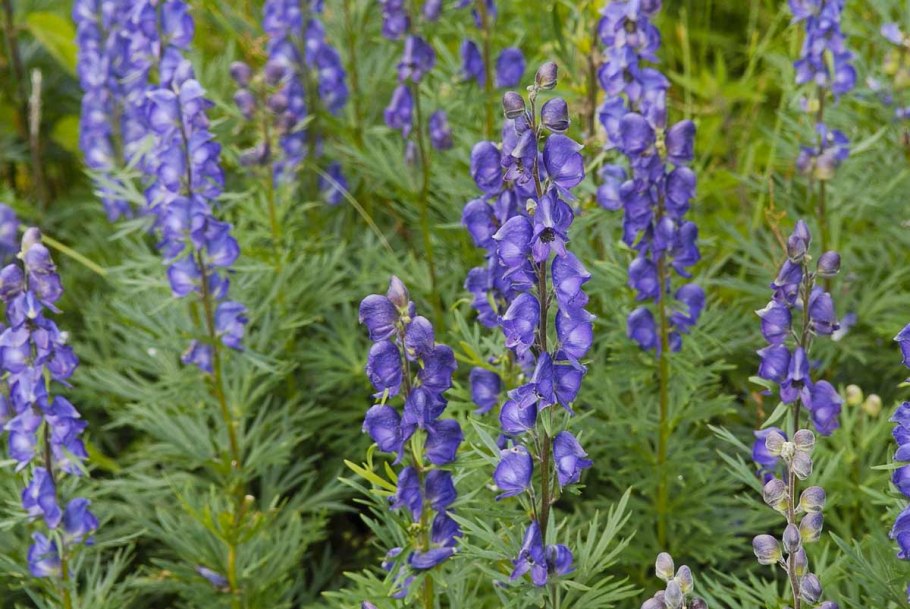 Фили про растения