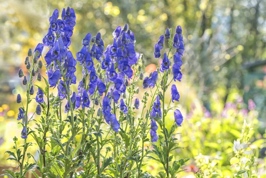 Aconitum volubile Pall