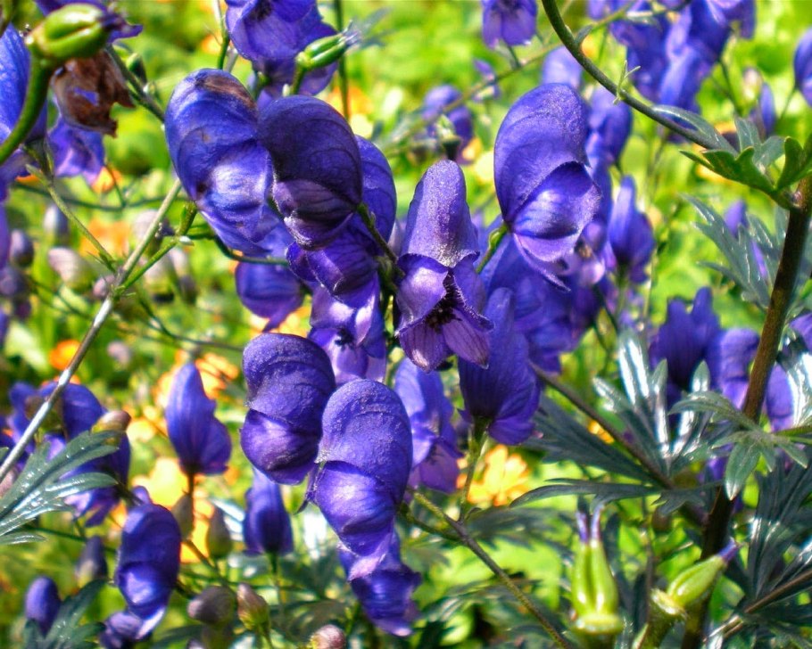 Аконит Дубравный